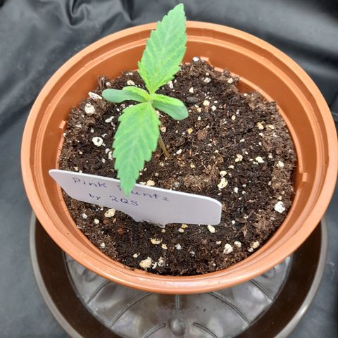 Pink Runtz  growlog timeline photo