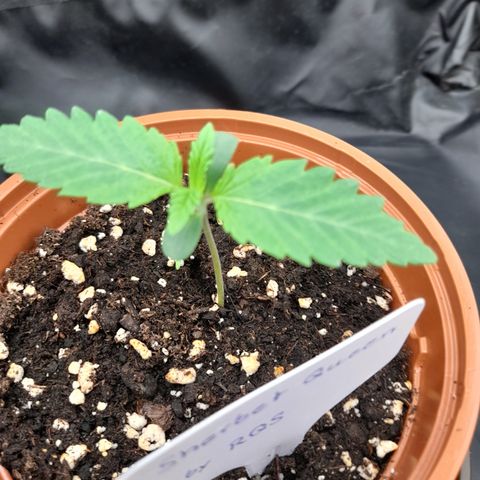 Sherbet Queen  growlog timeline photo