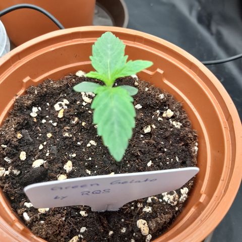 Green Gelato  growlog timeline photo