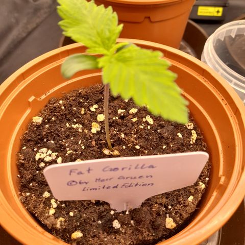 Fat Gorilla  growlog timeline photo