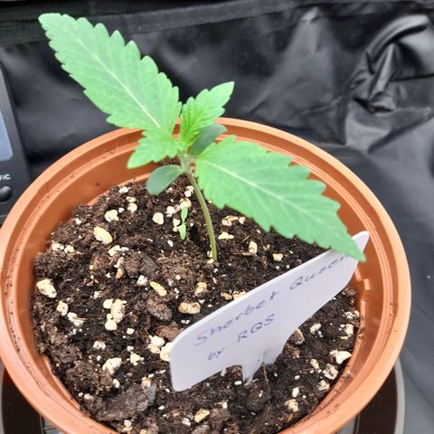 Sherbet Queen  growlog timeline photo