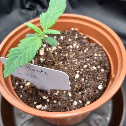Pink Runtz  growlog timeline photo