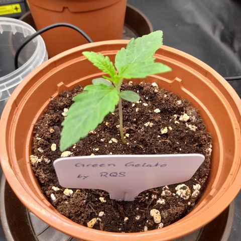 Green Gelato  growlog timeline photo