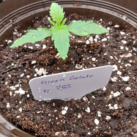 Green Gelato  growlog timeline photo