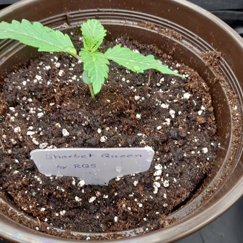 Sherbet Queen  growlog timeline photo