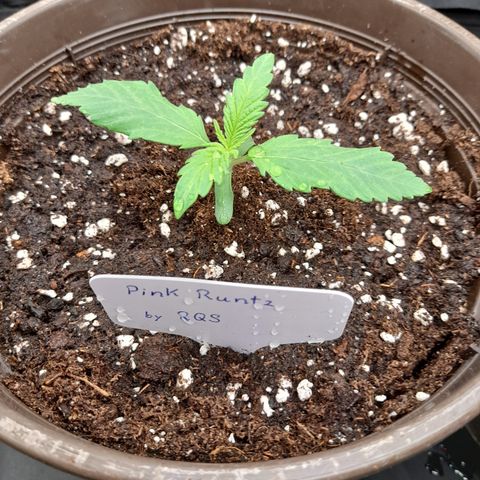Pink Runtz  growlog timeline photo