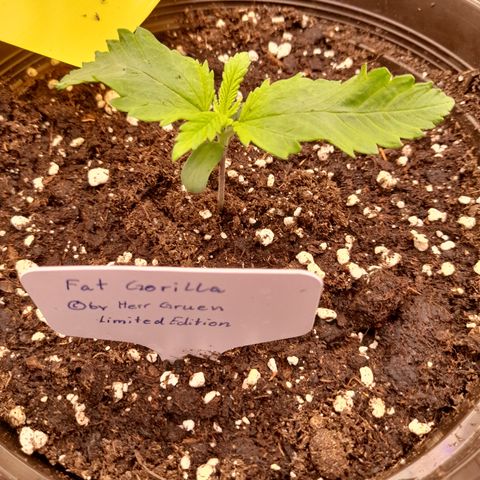 Fat Gorilla  growlog timeline photo