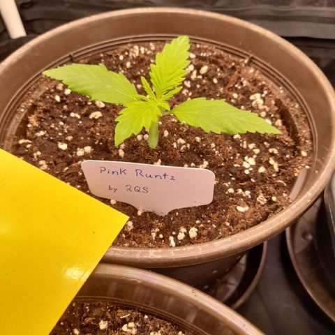 Pink Runtz  growlog timeline photo