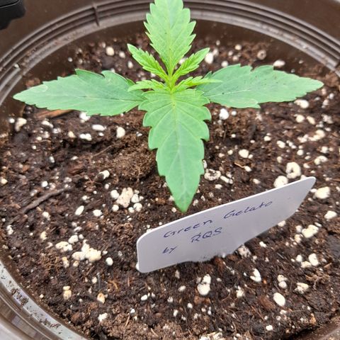 Green Gelato  growlog timeline photo