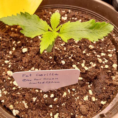 Fat Gorilla  growlog timeline photo