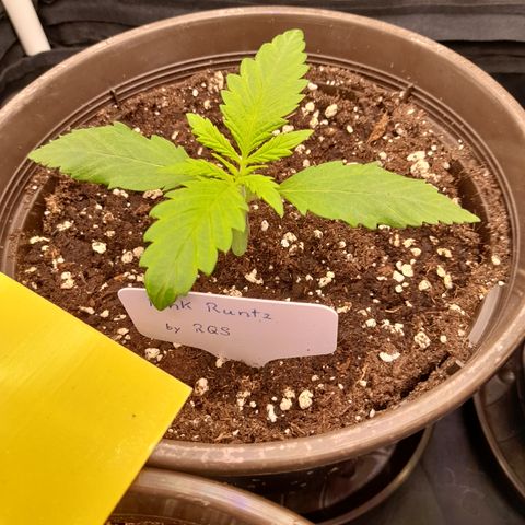 Pink Runtz  growlog timeline photo