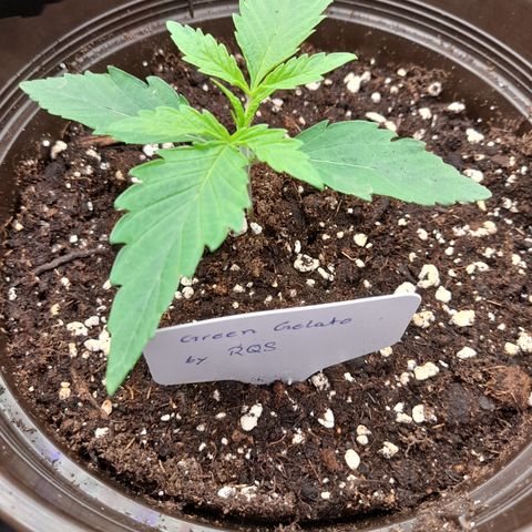 Green Gelato  growlog timeline photo