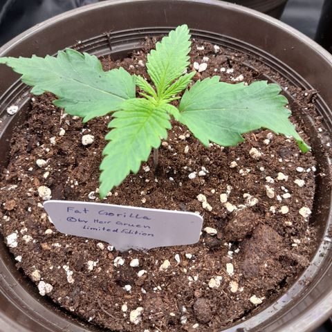 Fat Gorilla  growlog timeline photo