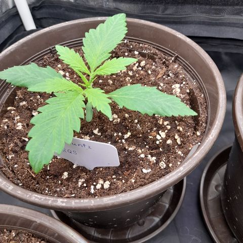 Pink Runtz  growlog timeline photo