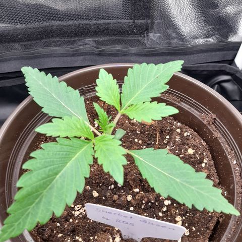 Sherbet Queen  growlog timeline photo