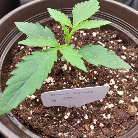 Green Gelato  growlog timeline photo