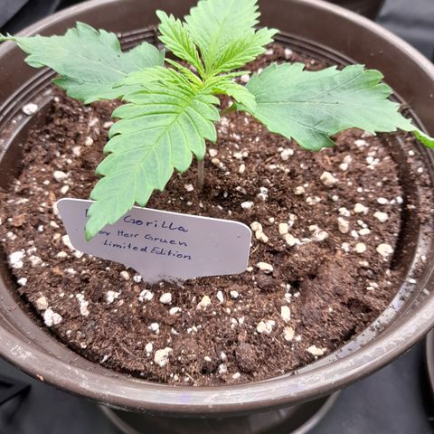 Fat Gorilla  growlog timeline photo