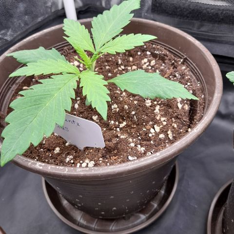 Pink Runtz  growlog timeline photo