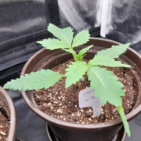 Sherbet Queen  growlog timeline photo