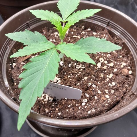 Green Gelato  growlog timeline photo