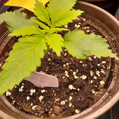 Fat Gorilla  growlog timeline photo