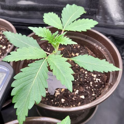 Sherbet Queen  growlog timeline photo