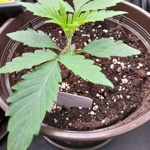 Green Gelato  growlog timeline photo