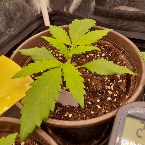 Pink Runtz  growlog timeline photo