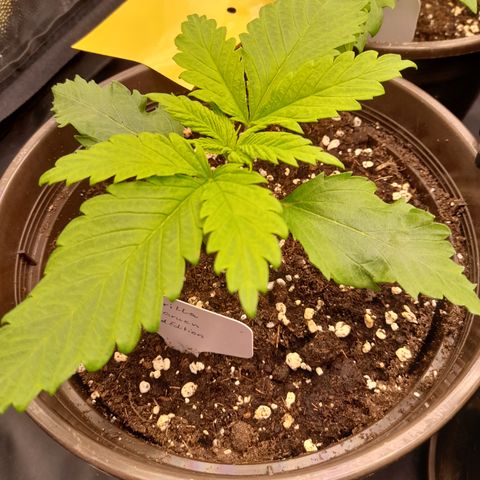 Fat Gorilla  growlog timeline photo