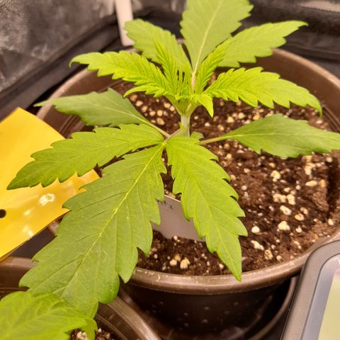 Pink Runtz  growlog timeline photo