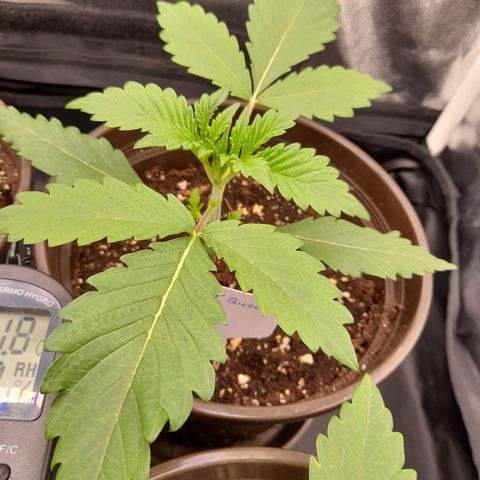 Sherbet Queen  growlog timeline photo