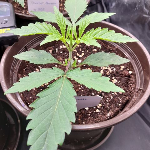 Green Gelato  growlog timeline photo