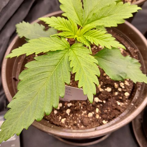 Fat Gorilla  growlog timeline photo