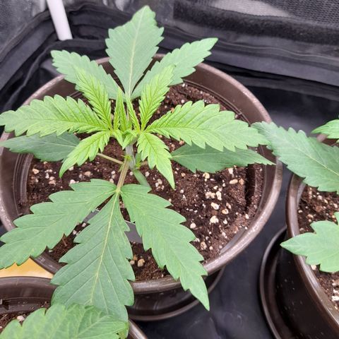 Pink Runtz  growlog timeline photo