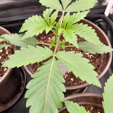 Sherbet Queen  growlog timeline photo