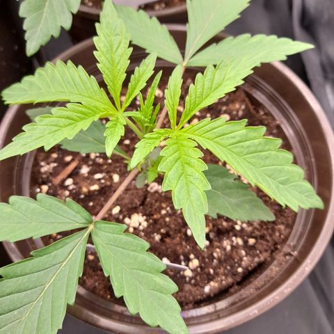 Green Gelato  growlog timeline photo