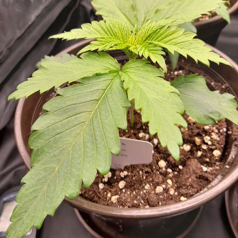 Fat Gorilla  growlog timeline photo