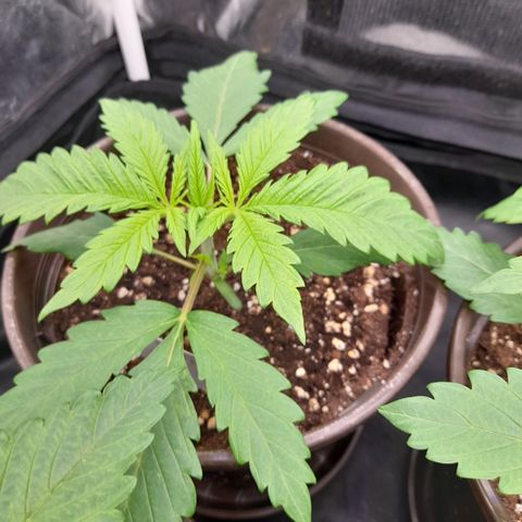 Pink Runtz  growlog timeline photo