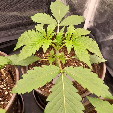 Sherbet Queen  growlog timeline photo