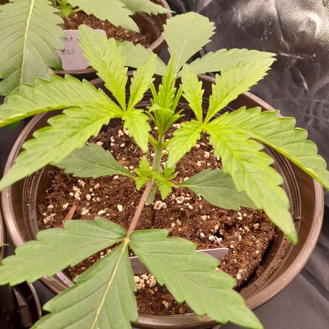 Green Gelato  growlog timeline photo