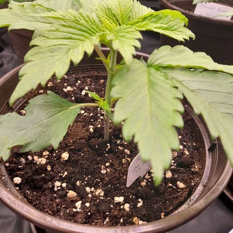 Fat Gorilla  growlog timeline photo