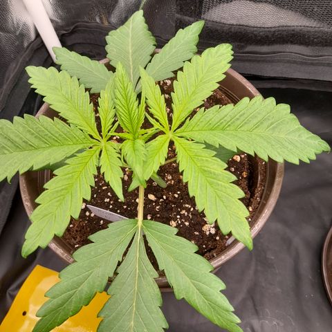 Pink Runtz  growlog timeline photo