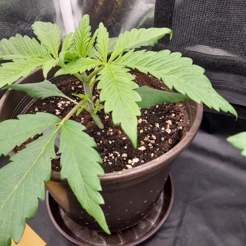 Pink Runtz  growlog timeline photo