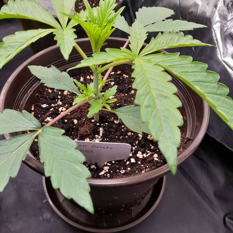 Green Gelato  growlog timeline photo