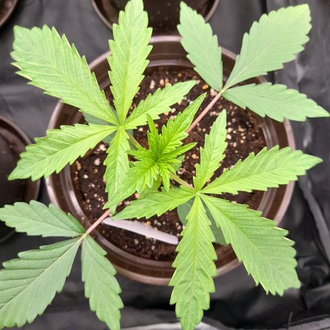 Green Gelato  growlog timeline photo