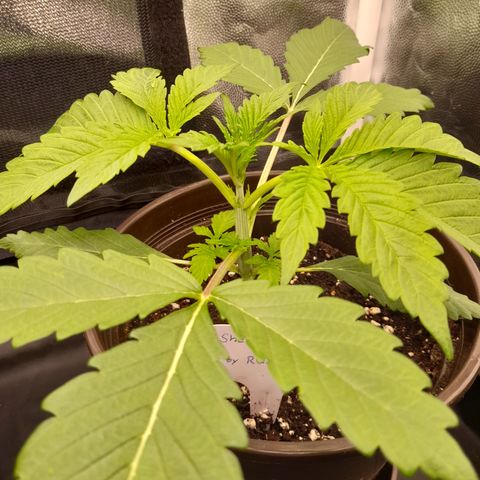 Sherbet Queen  growlog timeline photo
