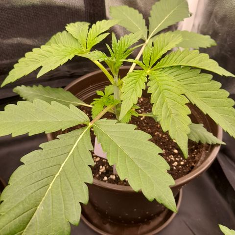 Sherbet Queen  growlog timeline photo