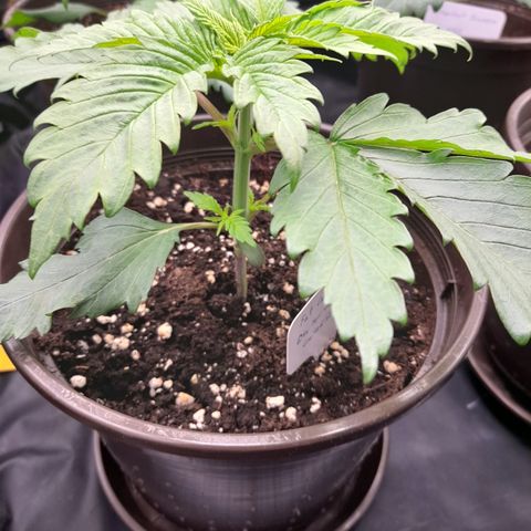 Fat Gorilla  growlog timeline photo