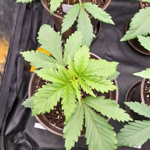 Fat Gorilla  growlog timeline photo