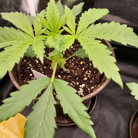 Pink Runtz  growlog timeline photo